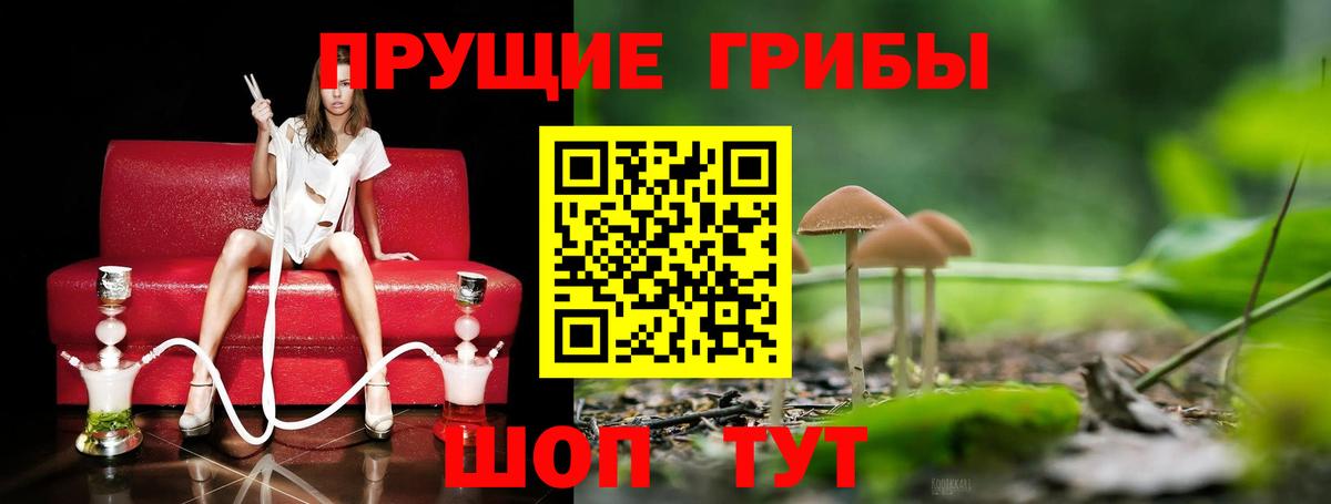 Буйнакск  Псилоцибиновые грибы Cubensis  Вход с VPN 
